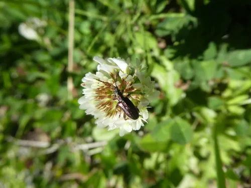 Long-necked reed beetle