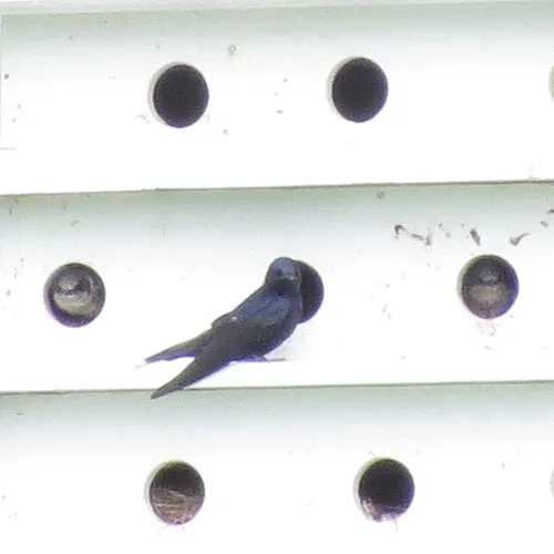 Purple Martin
