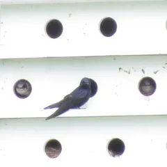 Purple Martin thumbnail 1