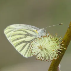 Mustard White thumbnail 2