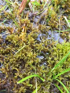 Varnished Hook-moss thumbnail 1