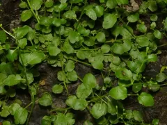American Bittercress thumbnail 4