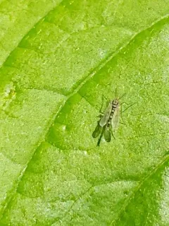 Labrundinia pilosella thumbnail 2