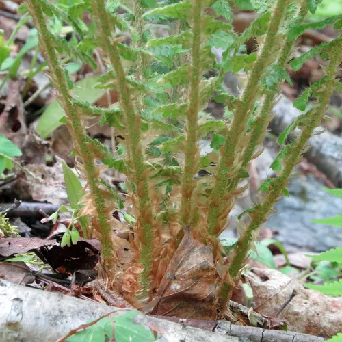 Braun's holly fern