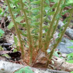 Braun's holly fern thumbnail 1