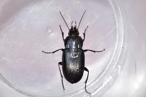 Diplocheila obtusa