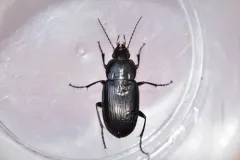 Diplocheila obtusa thumbnail 1