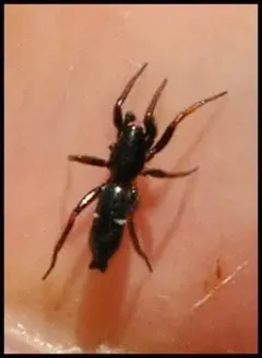 Sergiolus unimaculatus thumbnail 2