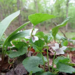 Largeleaf White Violet thumbnail 3