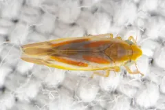 Erythridula lawsoniana thumbnail 2