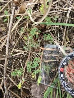 Smallflower Fumewort thumbnail 4