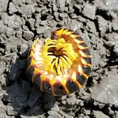 Black-and-gold Flat Millipede thumbnail 4