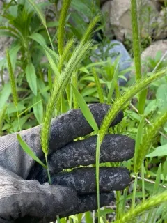 little barley thumbnail 3
