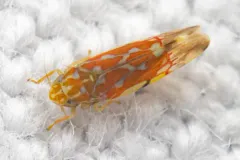 Erythroneura rubra thumbnail 2