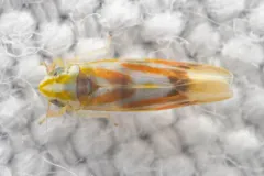 Erythridula praecisa thumbnail 2