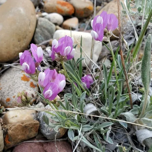 Tufted Milkvetch