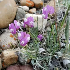 Tufted Milkvetch thumbnail 1