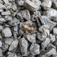 Boreal Chorus Frog thumbnail 2