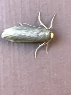 Lesser Wax Moth thumbnail 2