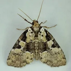 Marbled-green Leuconycta Moth thumbnail 4