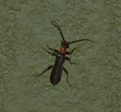 Dichelotarsus cinctipennis thumbnail 3