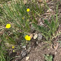 bluff cinquefoil thumbnail 3