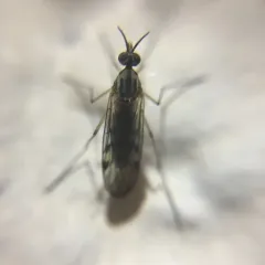 Sylvicola fuscatus thumbnail 3