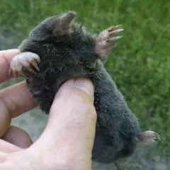 Townsend's Mole thumbnail 4
