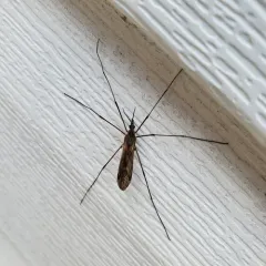 Tipula dorsimacula thumbnail 3