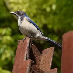 California Scrub-Jay thumbnail 2