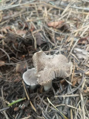 Tricholoma moseri