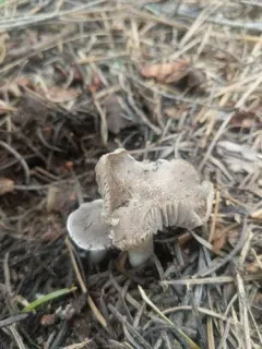 Tricholoma moseri thumbnail 1