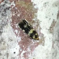Norway Maple Pigmy Moth thumbnail 3