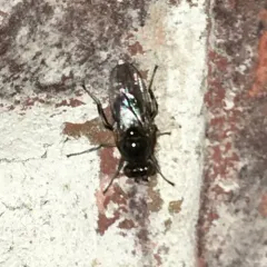 Parydra quadrituberculata thumbnail 4