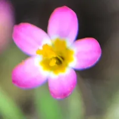 Bicolor Babystars thumbnail 1