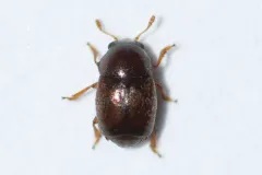 Brachypterus urticae thumbnail 3