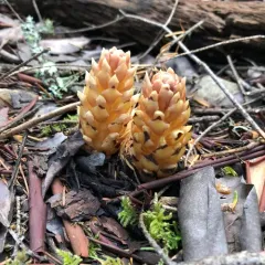 small ground-cone thumbnail 4