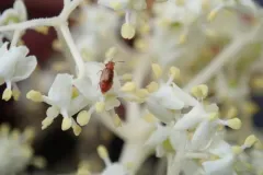 Eusphalerum pothos thumbnail 2