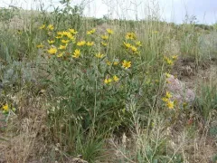 Little Sunflower thumbnail 2