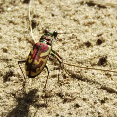 Blowout Tiger Beetle thumbnail 3
