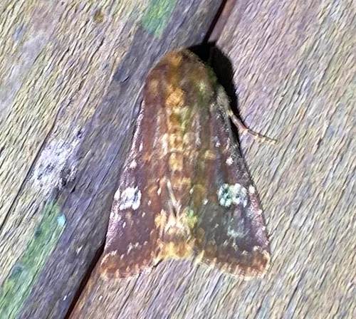 German Cousin Moth