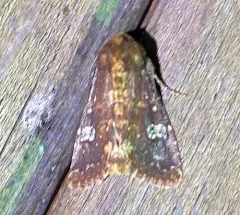 German Cousin Moth thumbnail 1