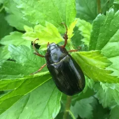 Forest-ogre June Beetle thumbnail 3