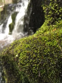 Bordered Brook Moss thumbnail 3