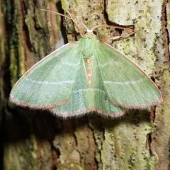 Red-fringed Emerald thumbnail 4