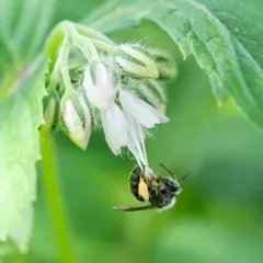 Waterleaf Mining Bee thumbnail 1