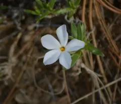 Alyssum-leaf phlox thumbnail 1