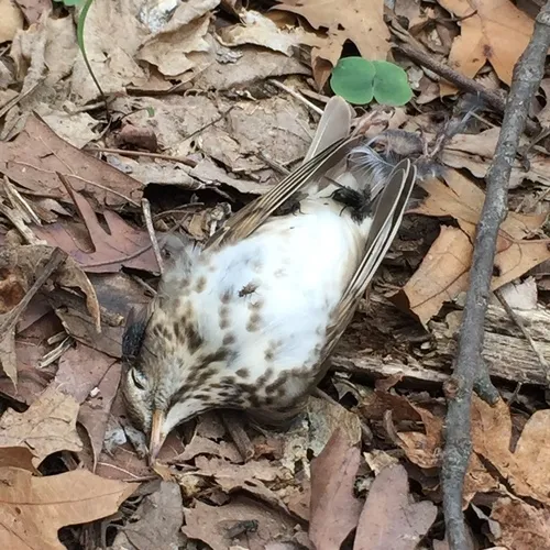 Hermit Thrush