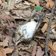 Hermit Thrush thumbnail 1