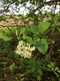 common dogwood thumbnail 3